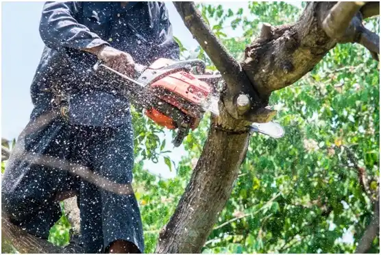 tree services Sun Valley